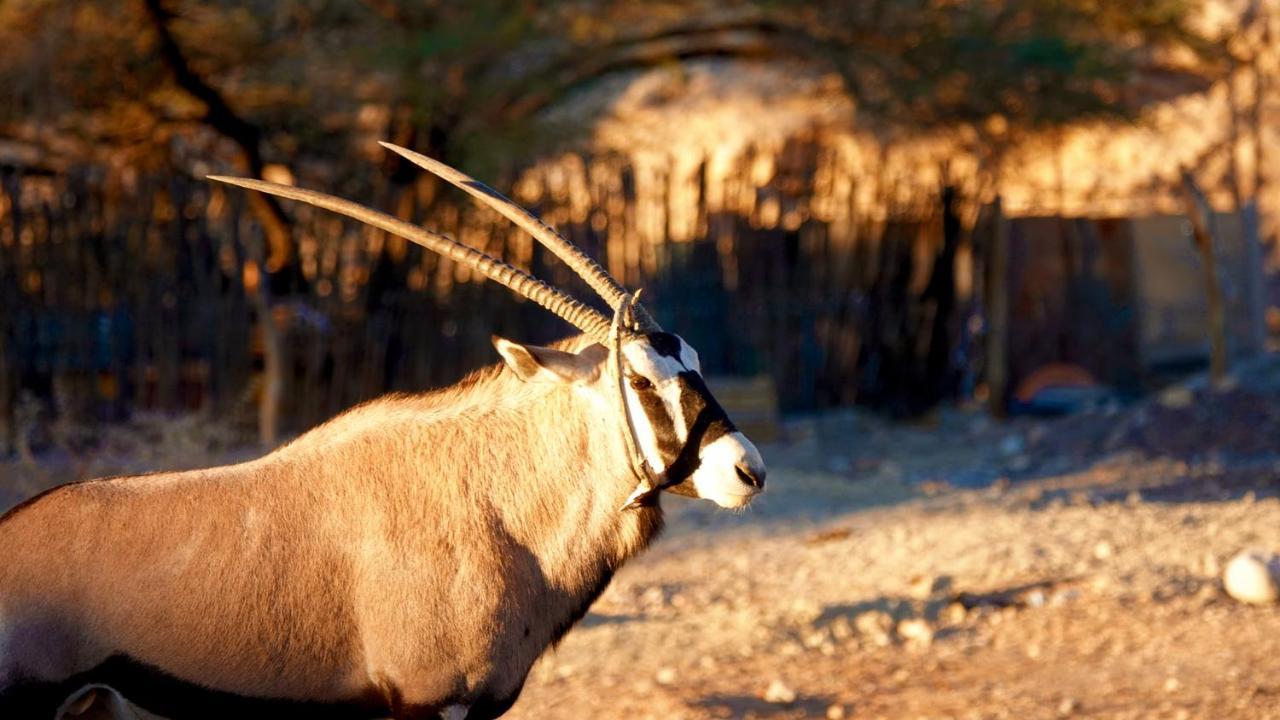 Agama Lodge Солітер Екстер'єр фото